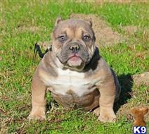american pit bull puppy posted by Exotic Bully